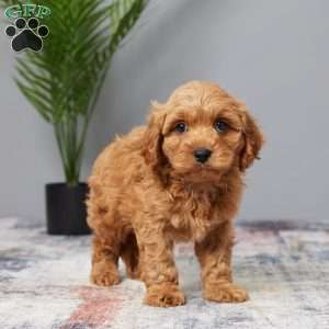 Tanner, Cavapoo Puppy